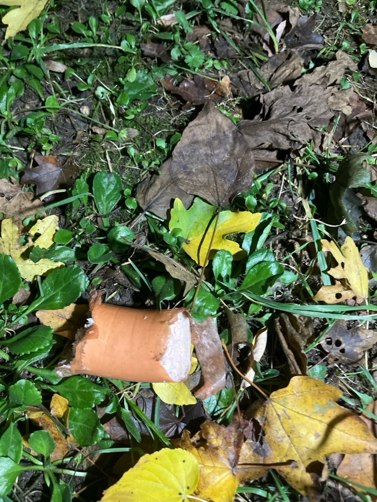 Giftköder-Eventuell Giftköder-Profilbild