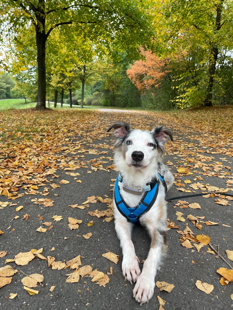 Hundetreffen-Spaziergänge und Toben-Profilbild