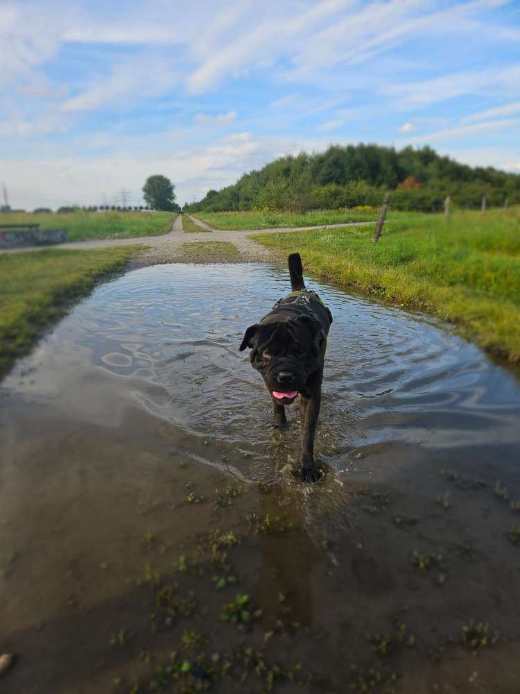 Hundetreffen-Spazierpartner für entspannte Hundebegegnungen gesucht.-Profilbild