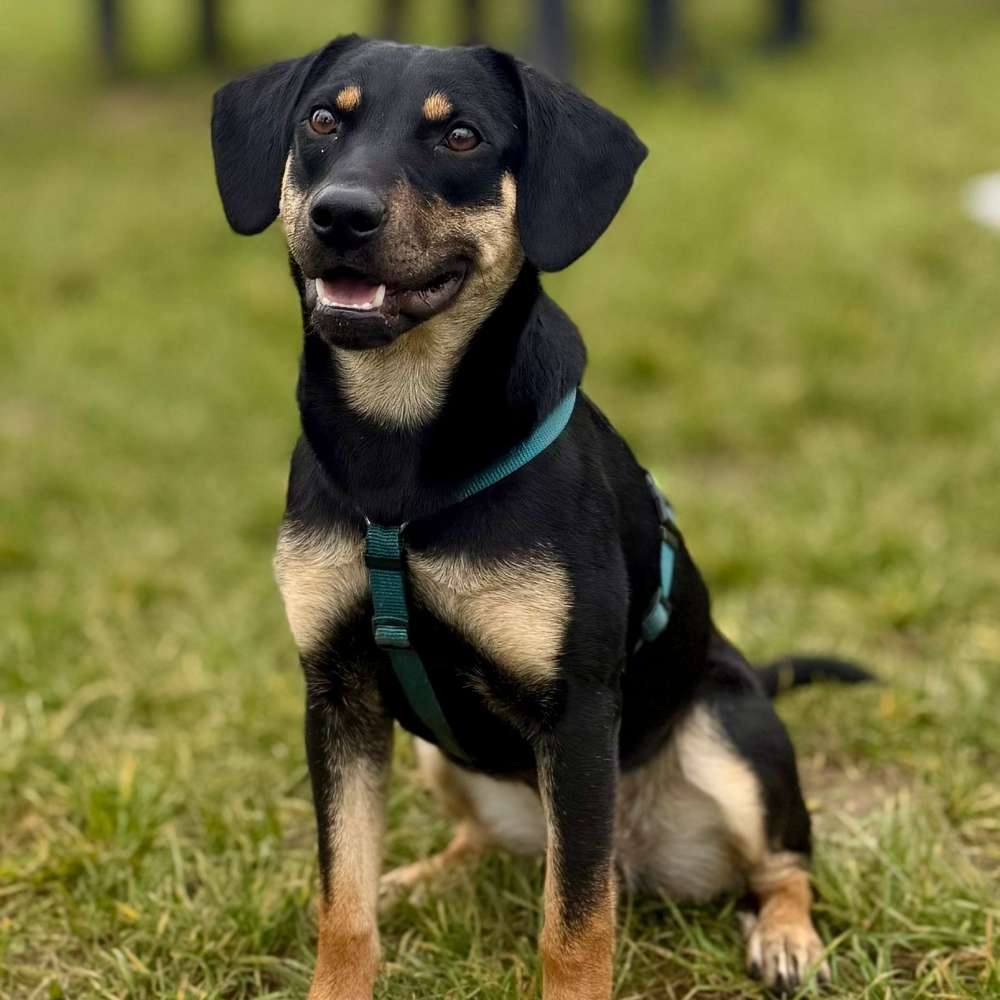 Hundetreffen-Gassi-Freunde gesucht-Profilbild