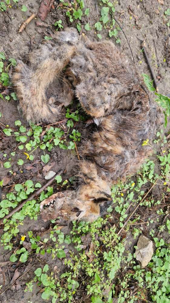 Giftköder-Totfund-Profilbild