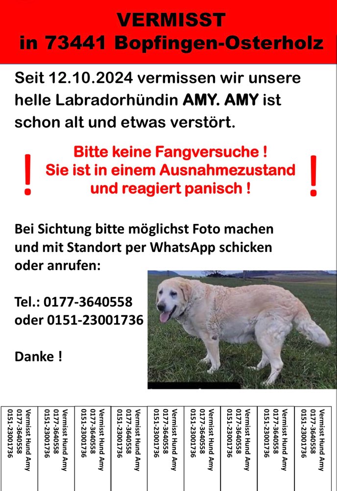 Suchmeldung-Amy-Profilbild