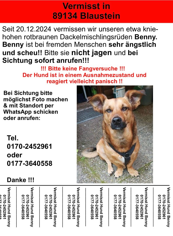 Suchmeldung-Benny-Profilbild