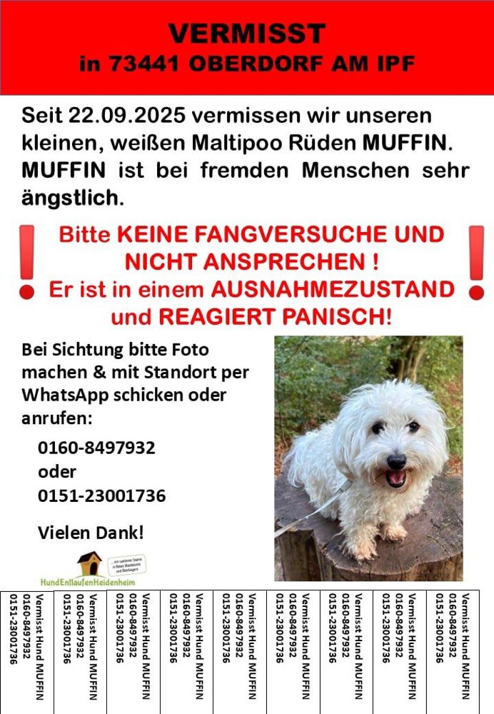 Suchmeldung-Muffin-Profilbild