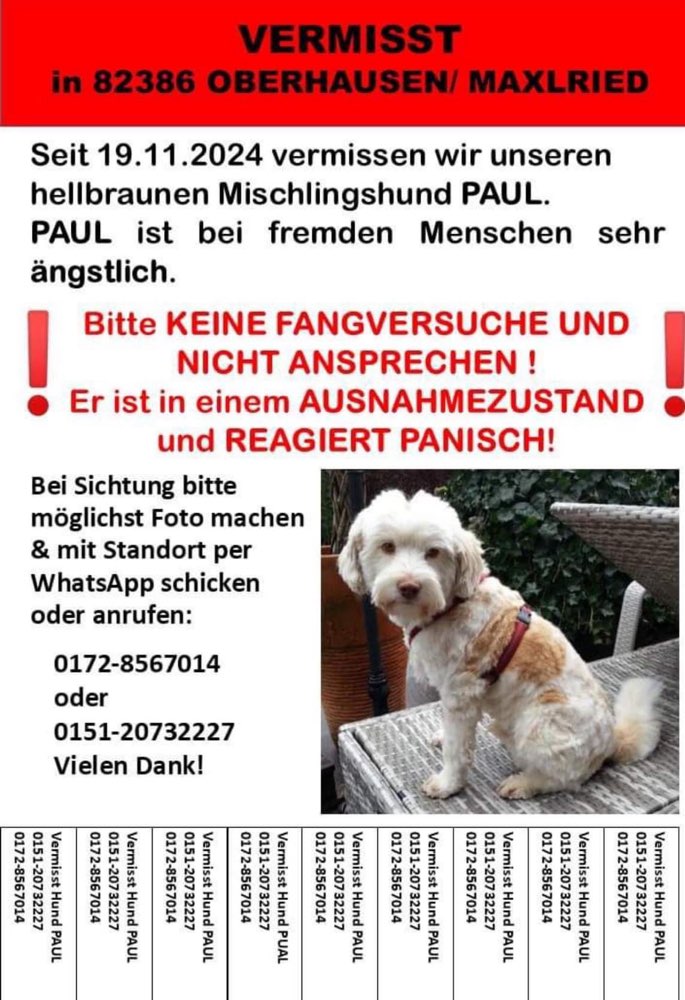 Suchmeldung-Paul-Profilbild