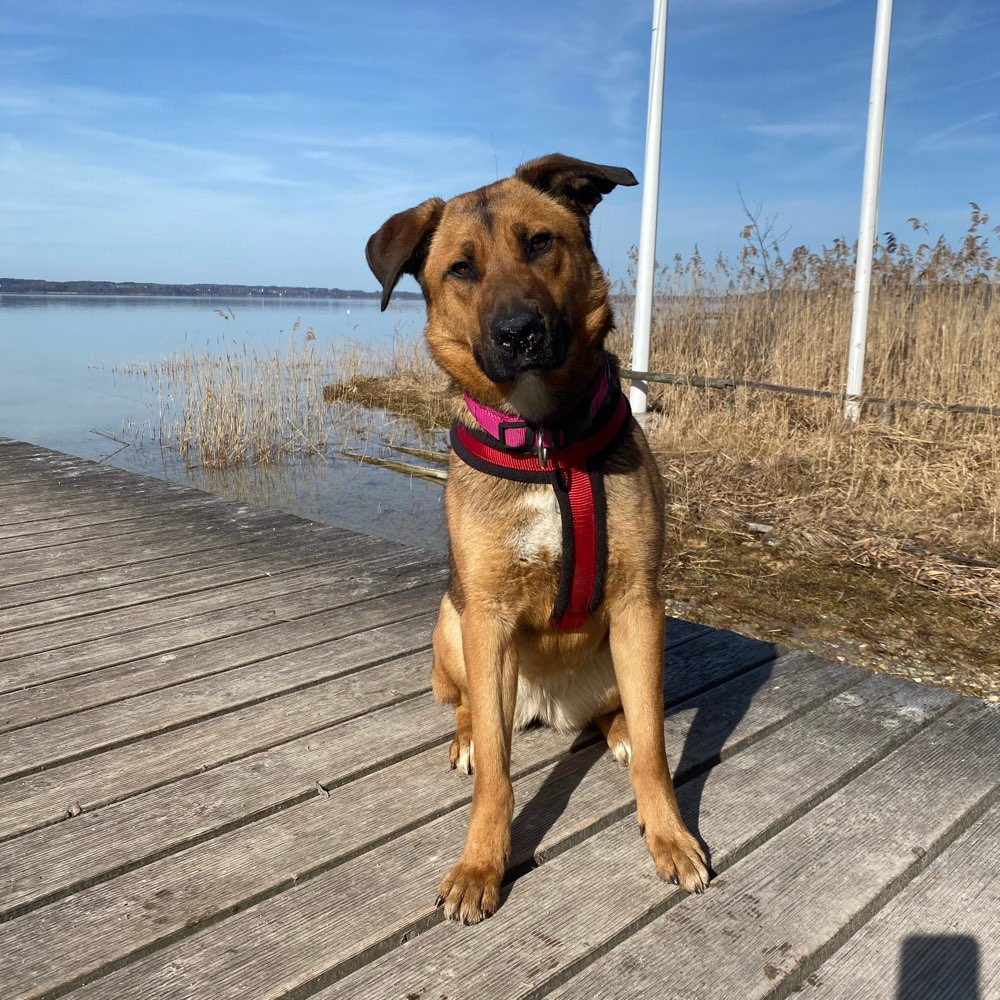 Hundetreffen-Übungstreffen :)-Profilbild