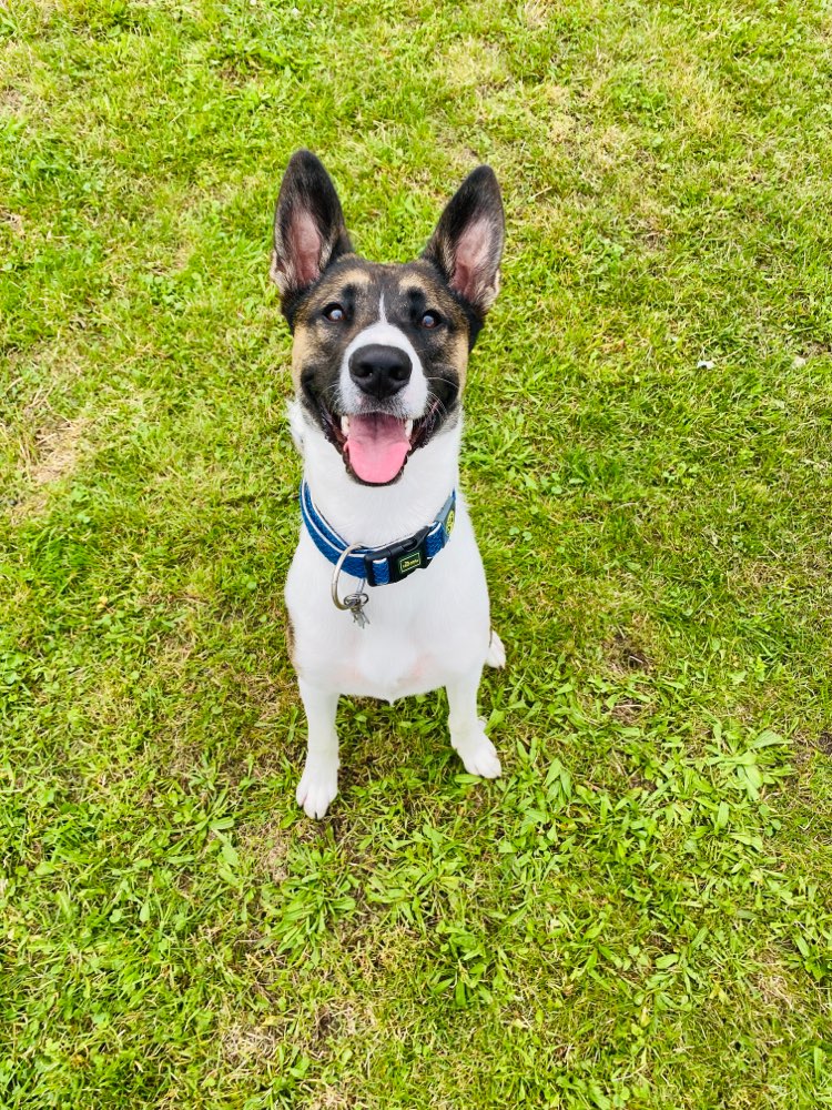 Hundetreffen-Gassi geh freunde und spiel Freunde-Profilbild