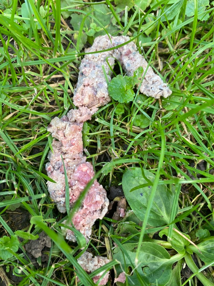 Giftköder-Giftköder in Form von gehacktes-Profilbild