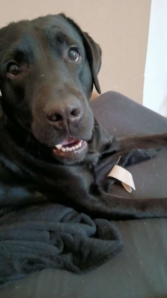 Hundetreffen-Playdate and Walk in Wedding Sprengelkiez-Profilbild