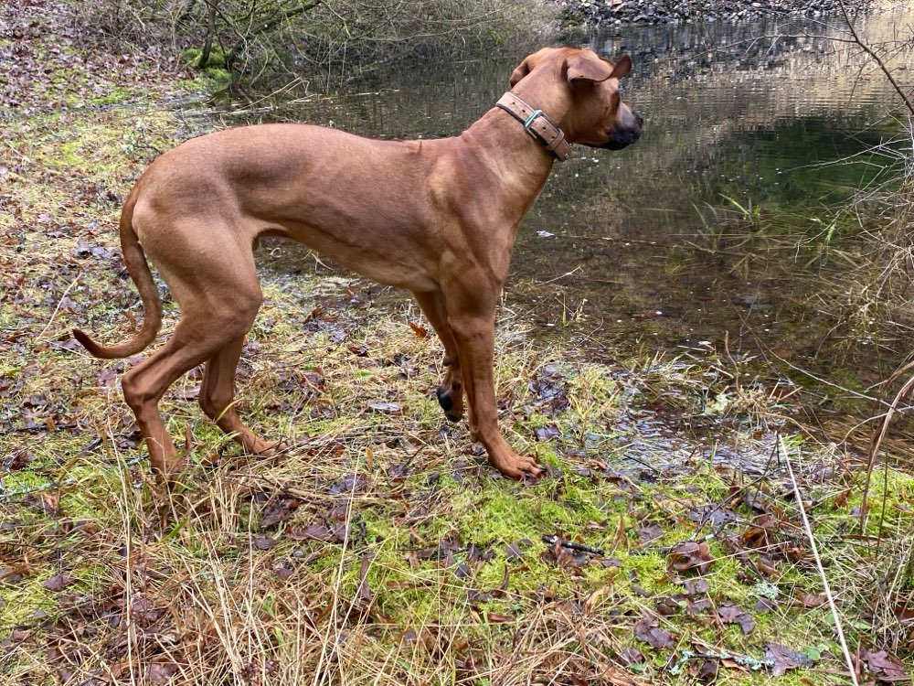 Hundetreffen-Gassi -  Spiel - Runde in Dischingen-Profilbild