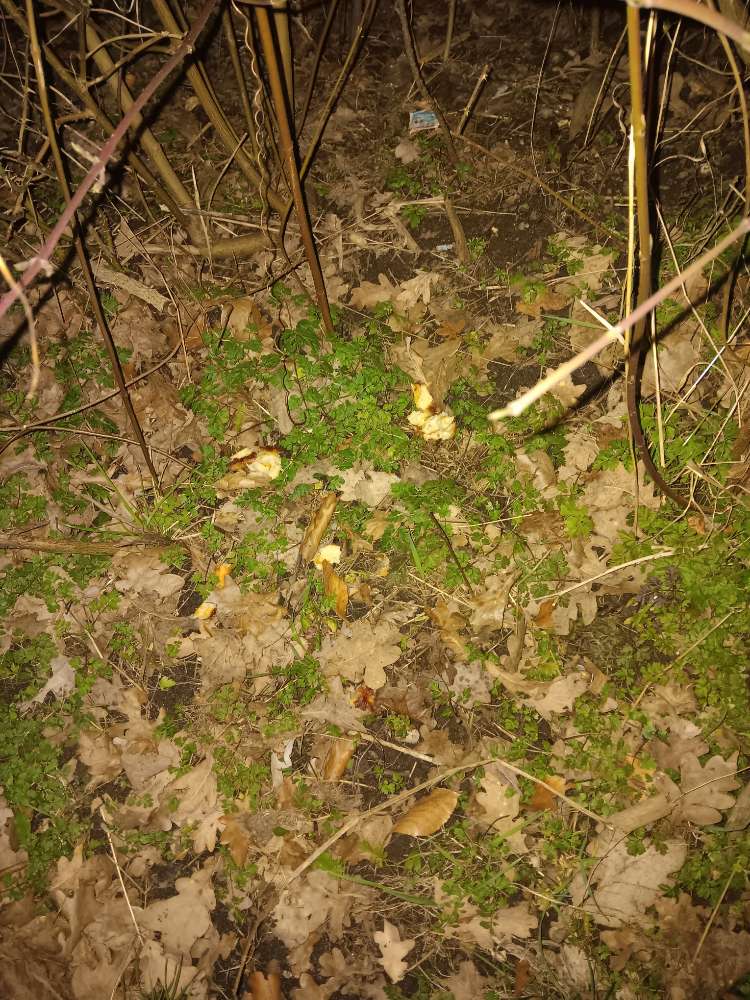 Giftköder-Brötchenreste-Profilbild