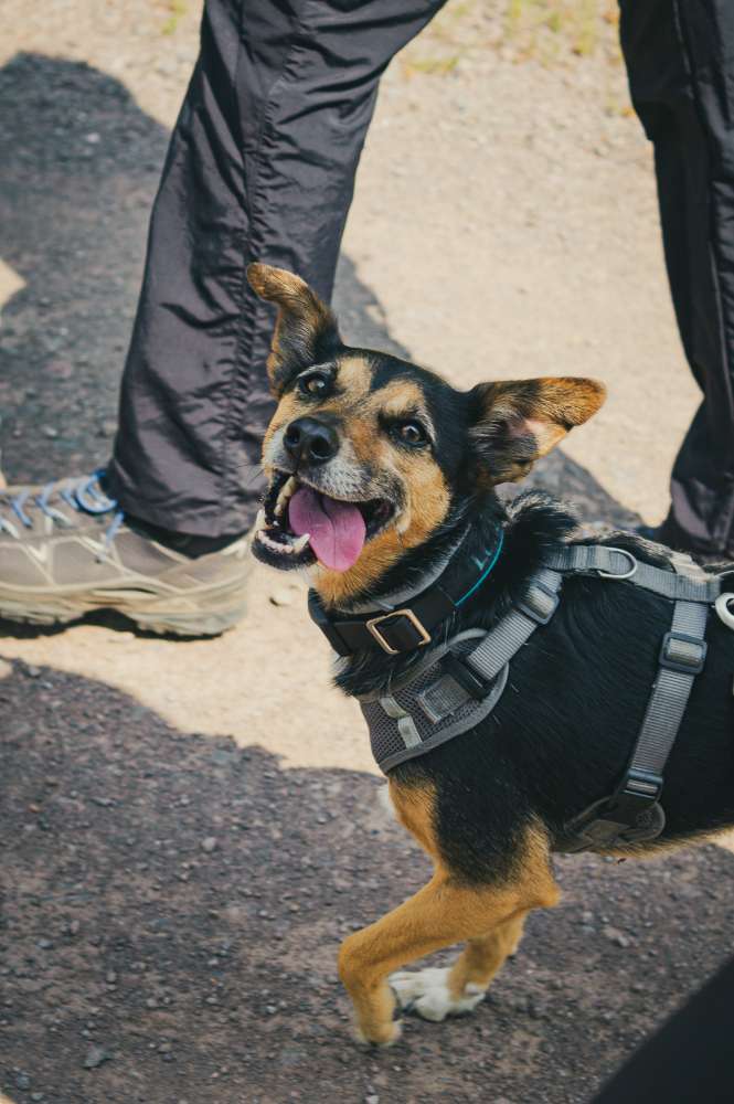 Hundetreffen-Treffen in Platten und Umgebung-Profilbild