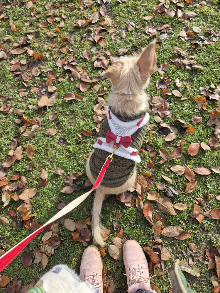 Hundetreffen-Spielen mit Lucy-Profilbild