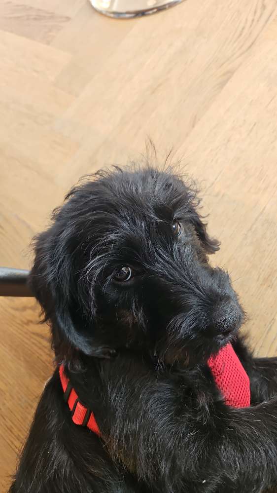 Hundetreffen-Mittagspaziergang in Oensingen-Profilbild