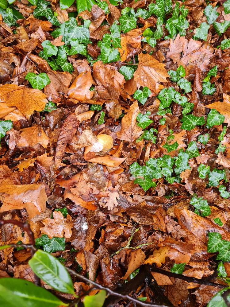 Giftköder-Fleischwurst in der Hecke-Profilbild