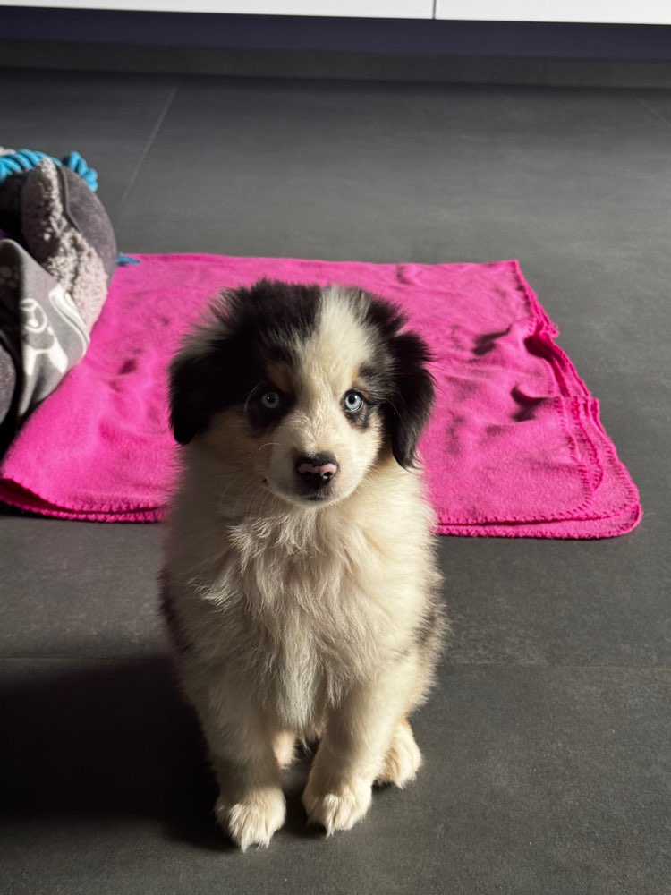 Hundetreffen-Spielkameraden gesucht-Profilbild