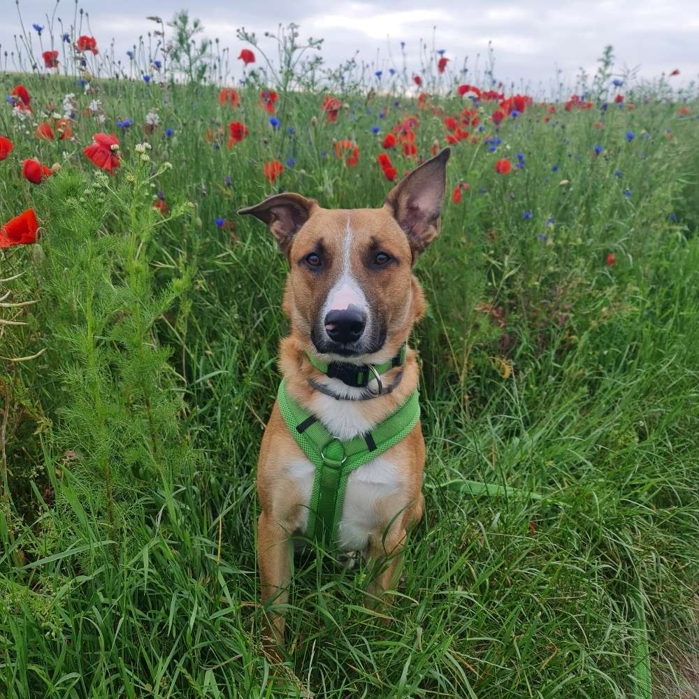 Hundetreffen-Hundebegegnung zum Üben-Profilbild