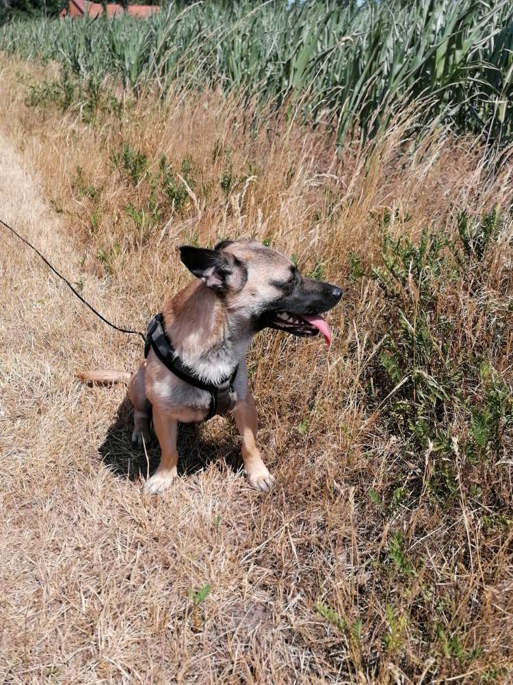 Hundetreffen-Agility lernen-Profilbild