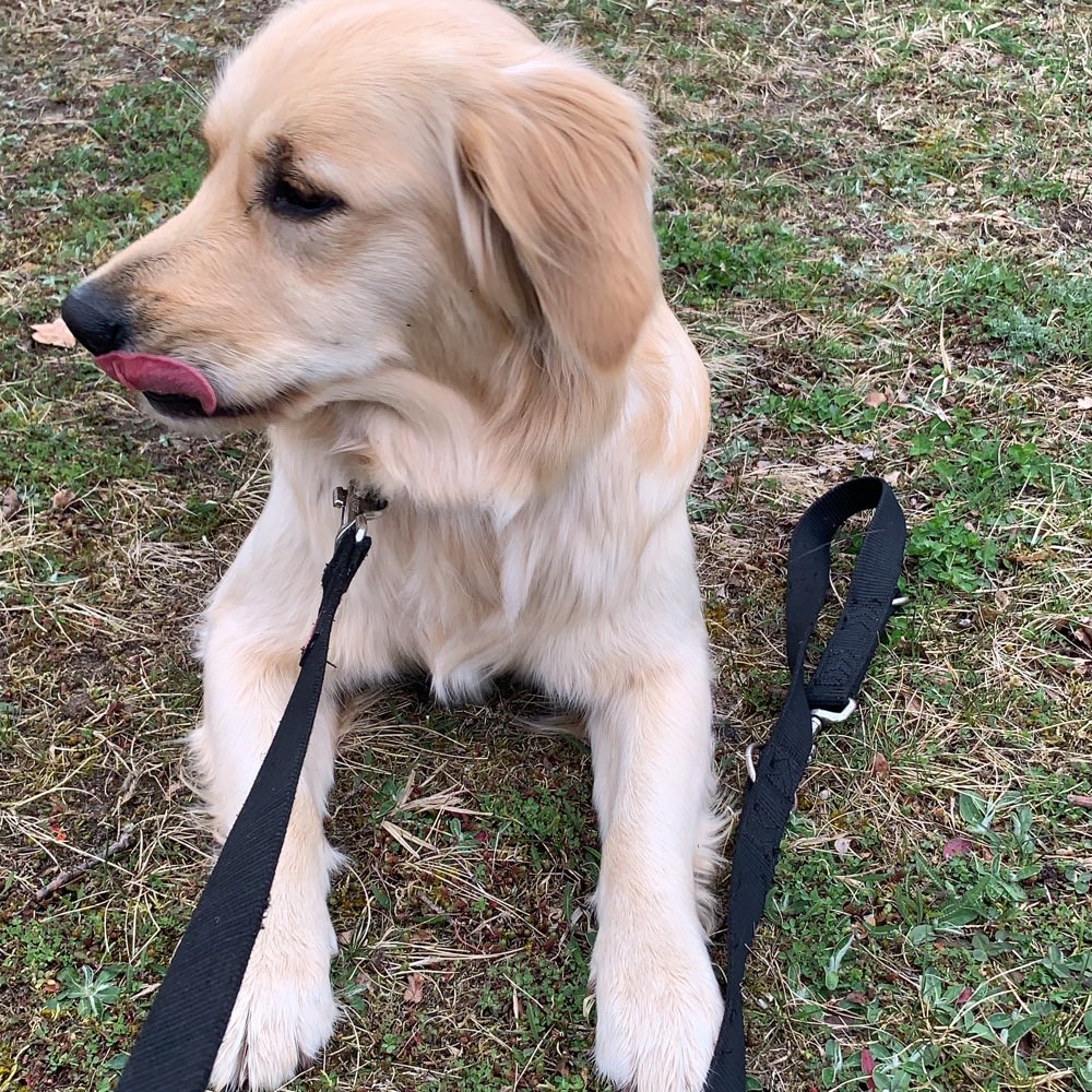 Hundetreffen-Gassirunde/Spielrunde-Profilbild