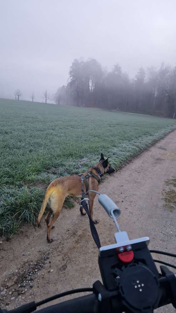 Hundetreffen-Canicross/Bikejöring-Profilbild