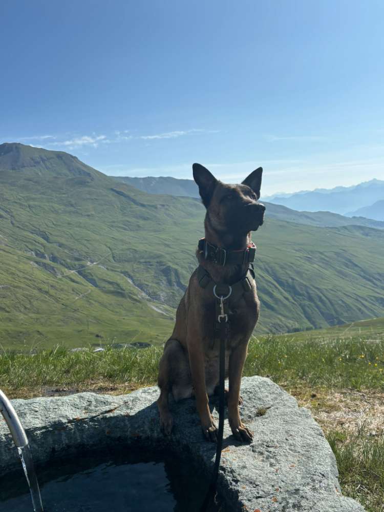 Hundetreffen-Spielen-Profilbild