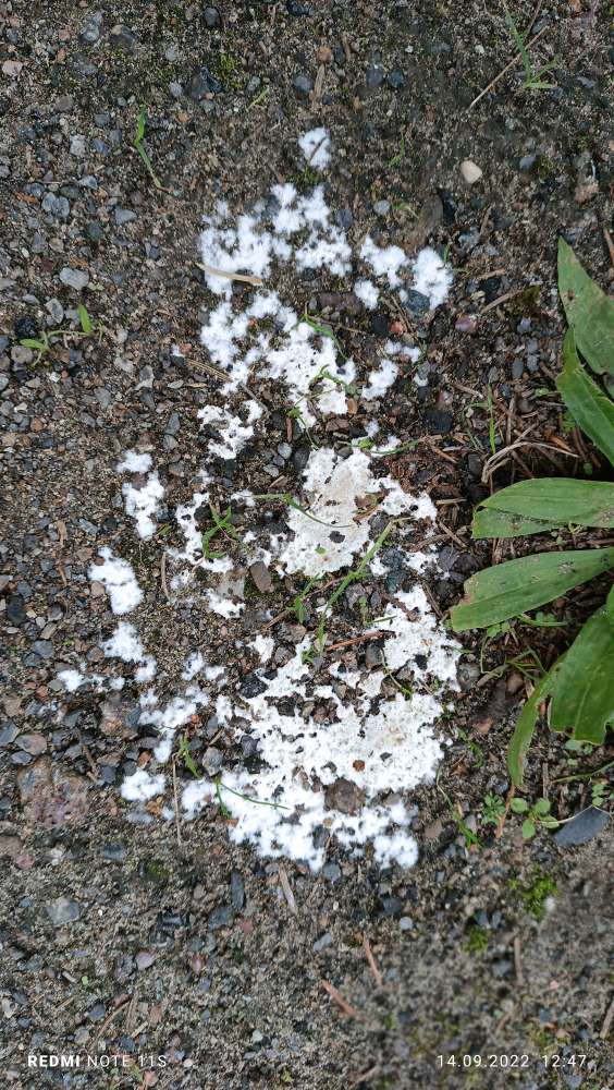 Giftköder-Weiße Substanz-Profilbild