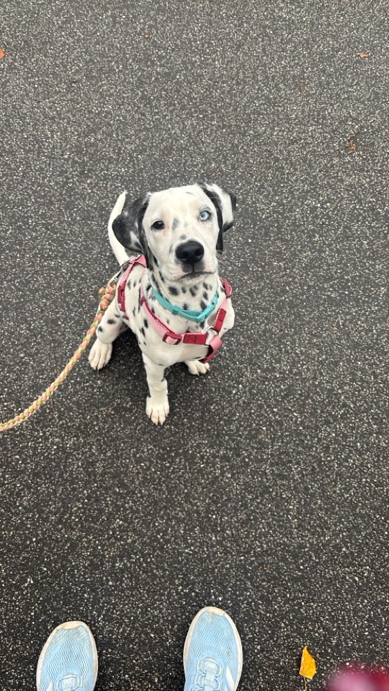 Hundetreffen-Hugo sucht Hundekumpels und Kumpelinen 🫶🏻🐶-Profilbild