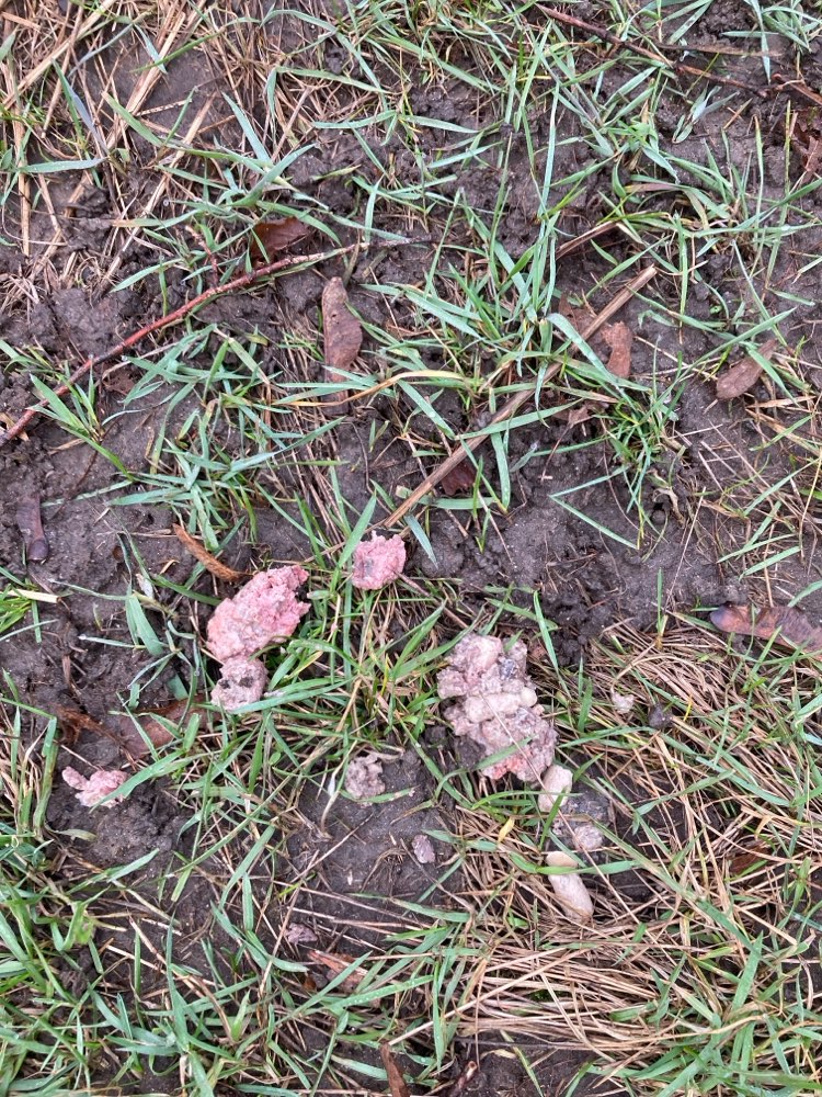 Giftköder-Nassfutter, vermutlich Giftköder-Profilbild