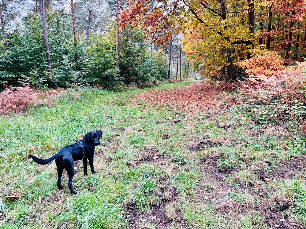 Hundetreffen-Spielkamerad*in gesucht-Profilbild