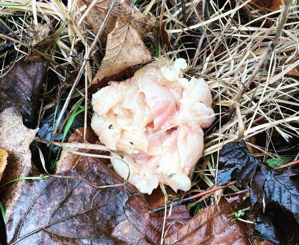 Giftköder-Giftköder-Profilbild