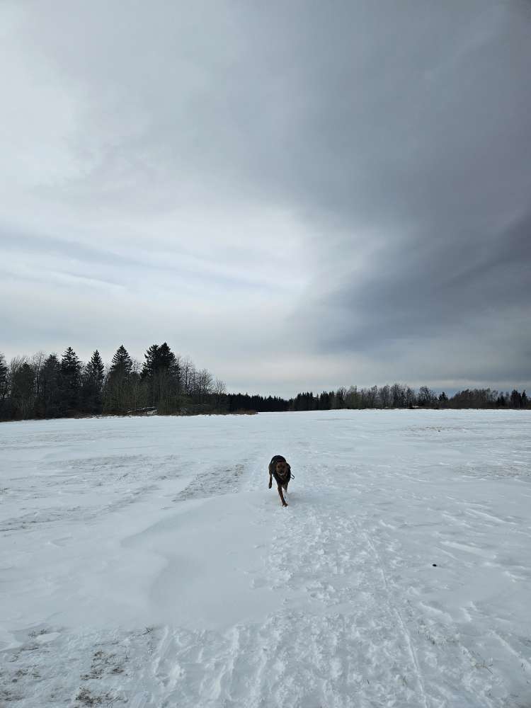 Hundetreffen-Spielen und Gassi-Profilbild