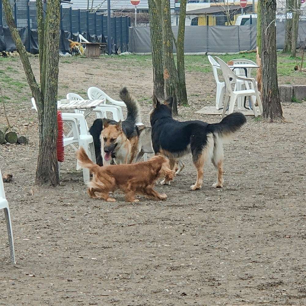 Hundetreffen-Wöchentlicher Spaziergang-Profilbild