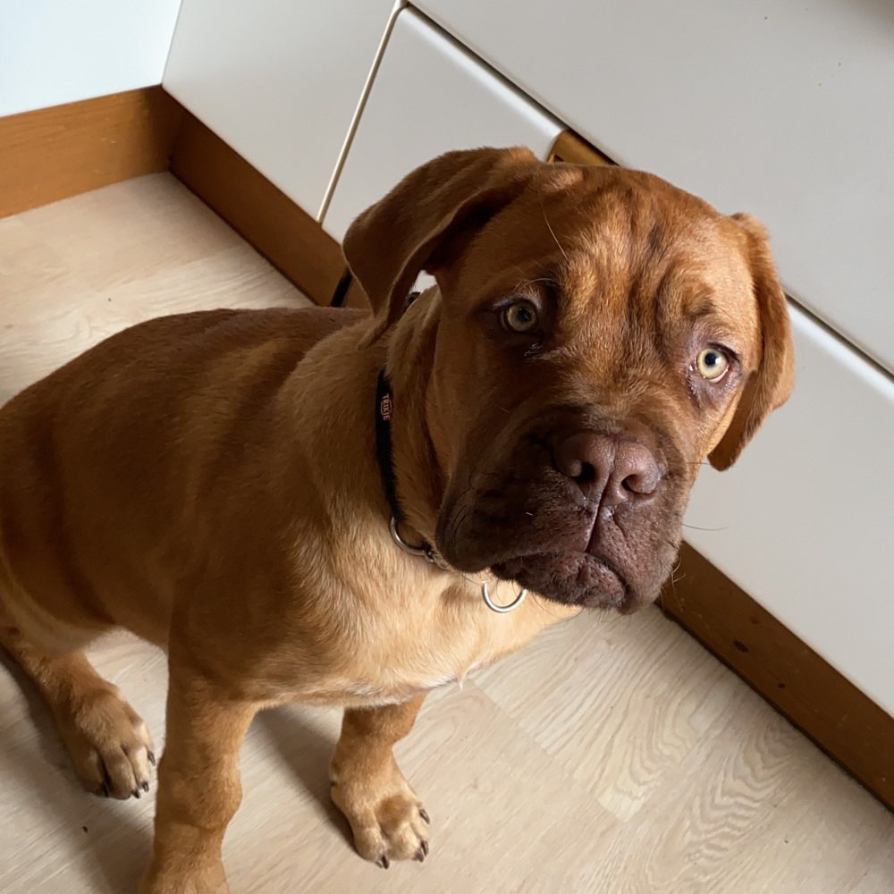 Hundetreffen-Spielrunde-Profilbild