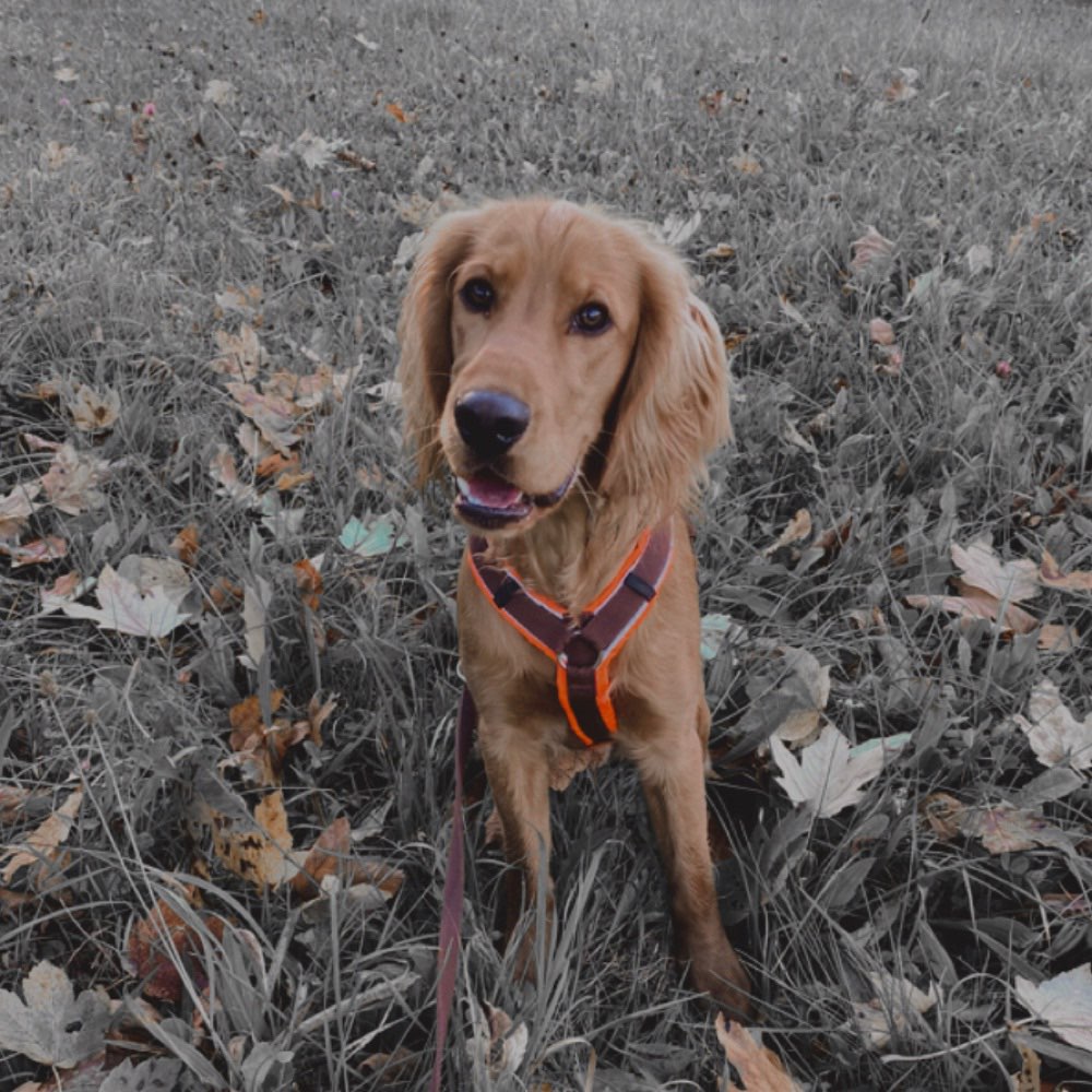 Hundetreffen-Gassi und Spielrunde 🐶-Profilbild