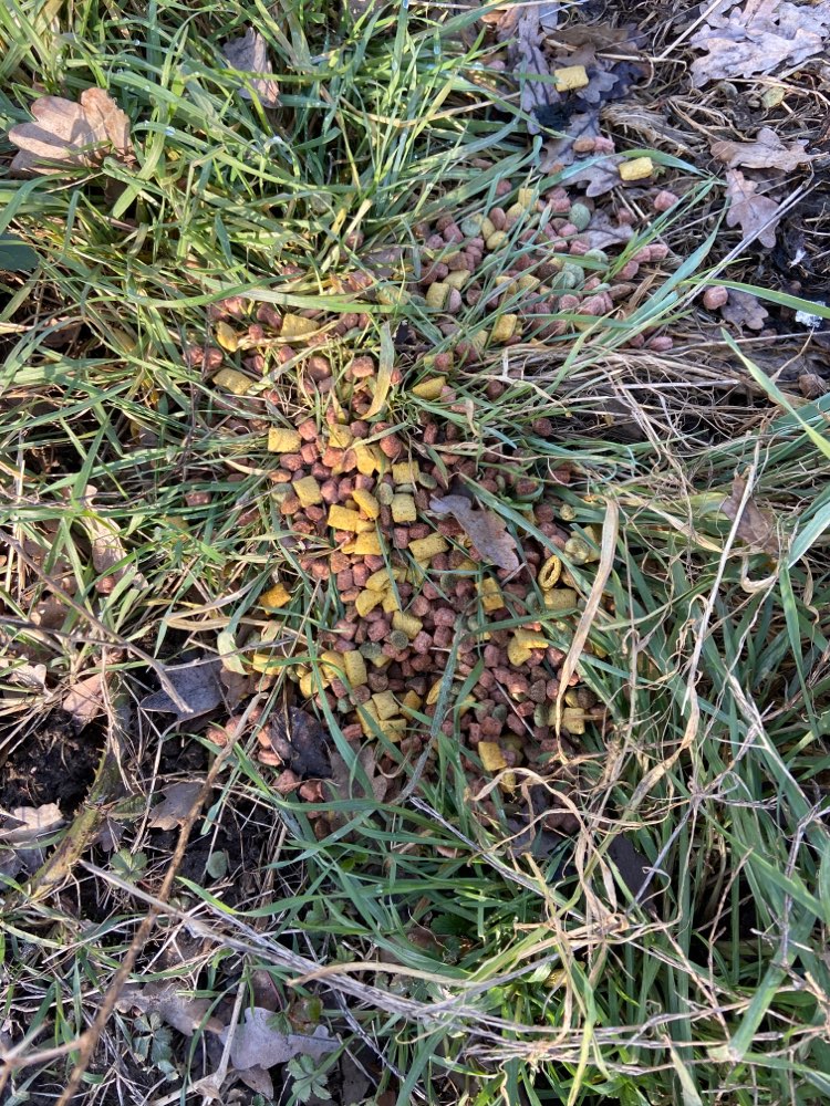 Giftköder-Ausgestreutes Futter Gleidingen-Profilbild