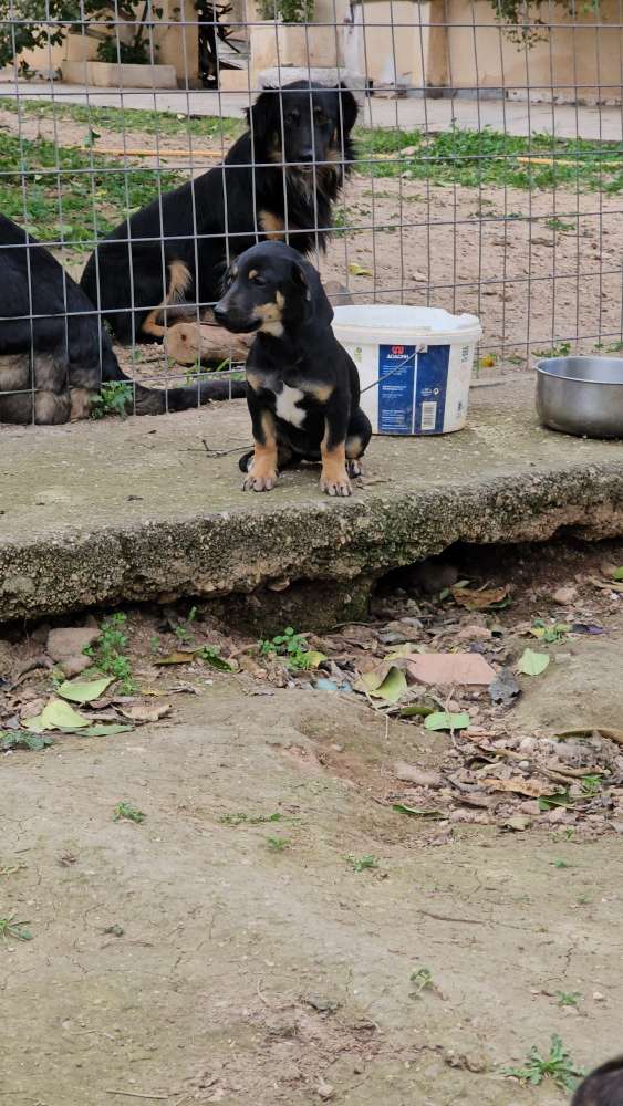 Hundetreffen-Welpentreffen am Kaiserstuhl  Schelingen-Profilbild