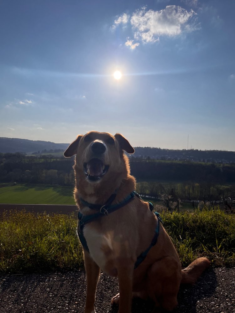 Hundetreffen-Gemeinsam Gassigehen-Profilbild