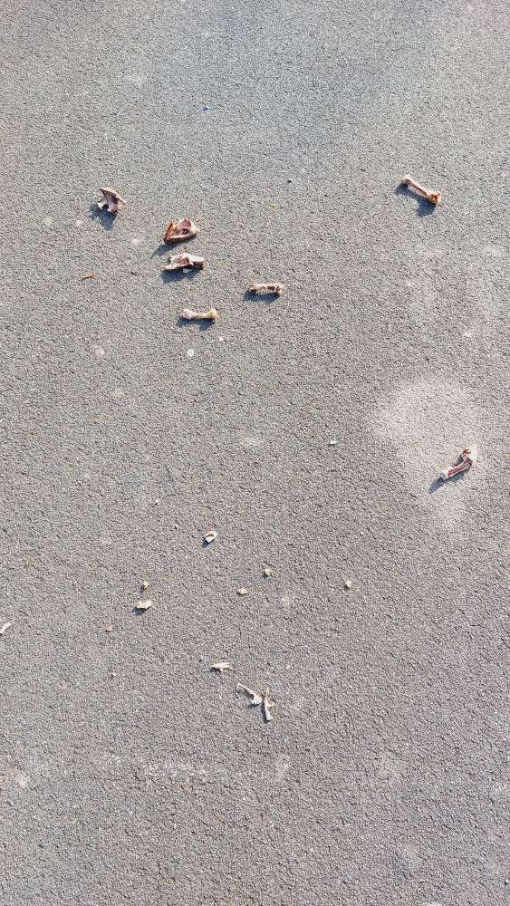 Giftköder-Hähchenknochen-Profilbild