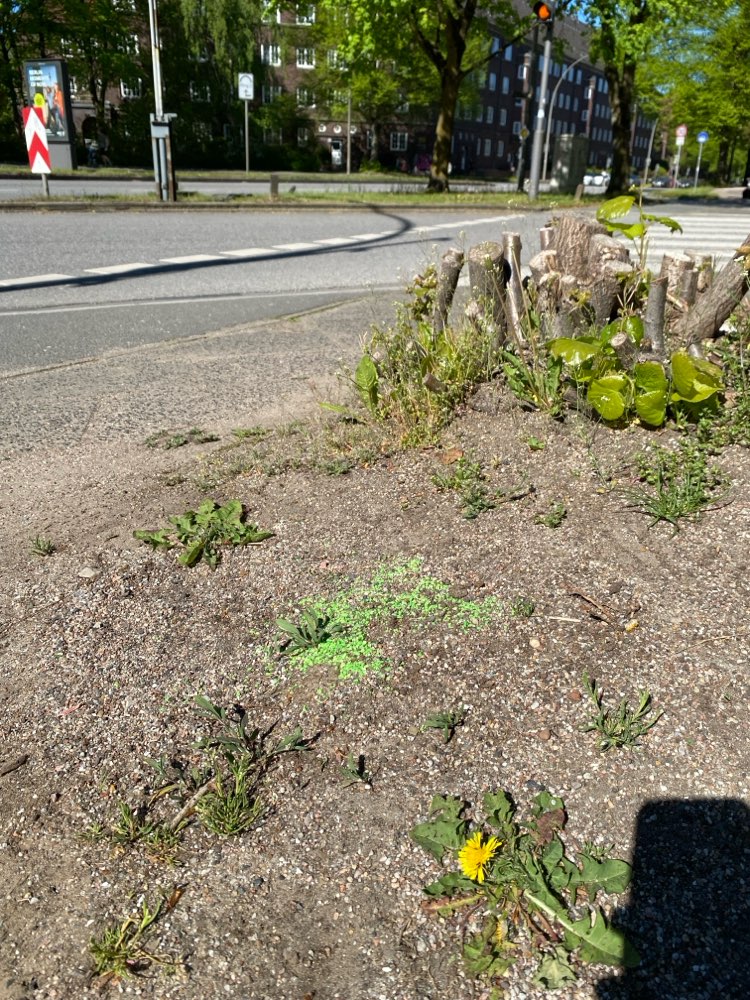 Giftköder-Gift/Schneckenkorn-Profilbild