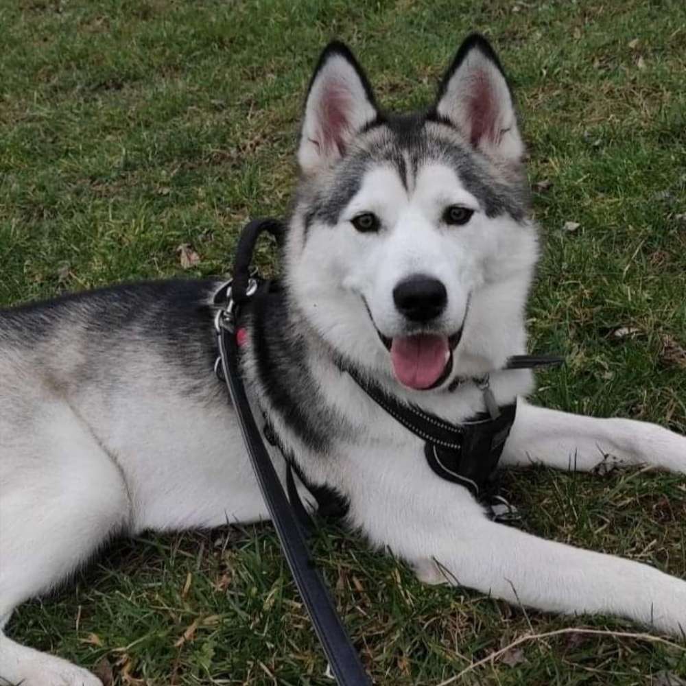 Hundetreffen-Spielgruppen-Profilbild