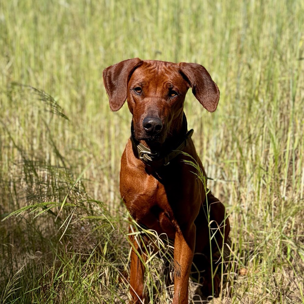 Hundetreffen-Regelmäßige Hundekontakte (Spielen, spazieren)-Profilbild