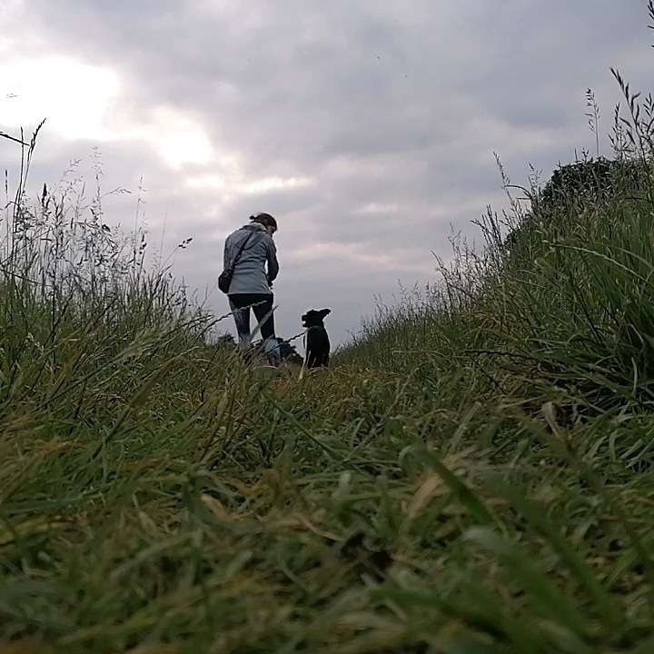 Hundetreffen-Souveräne Begleiter*in für Spaziergang mit unsicherer Hündin gesucht-Profilbild