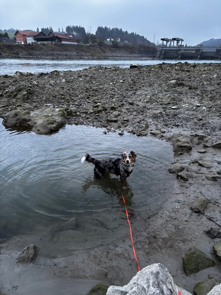 Hundetreffen-Gassirunden/Training-Profilbild