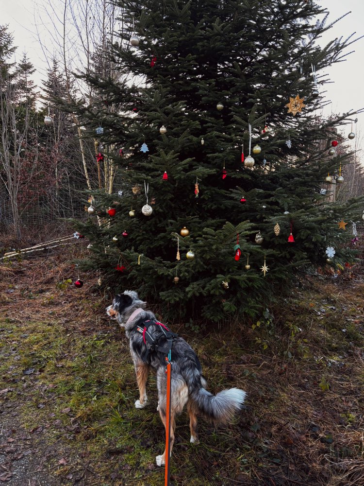 Hundetreffen-Suche Canicross Partner/in-Profilbild