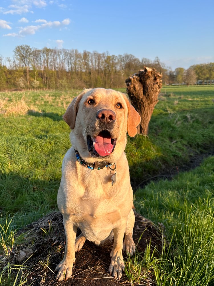 Hundetreffen-Gemeinsame Spaziergänge in der Umgebung von Heinsberg-Profilbild