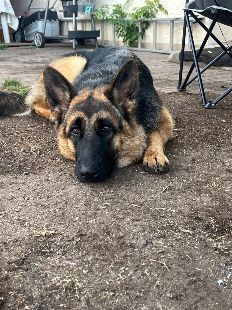 Hundetreffen-Social Walk-Profilbild