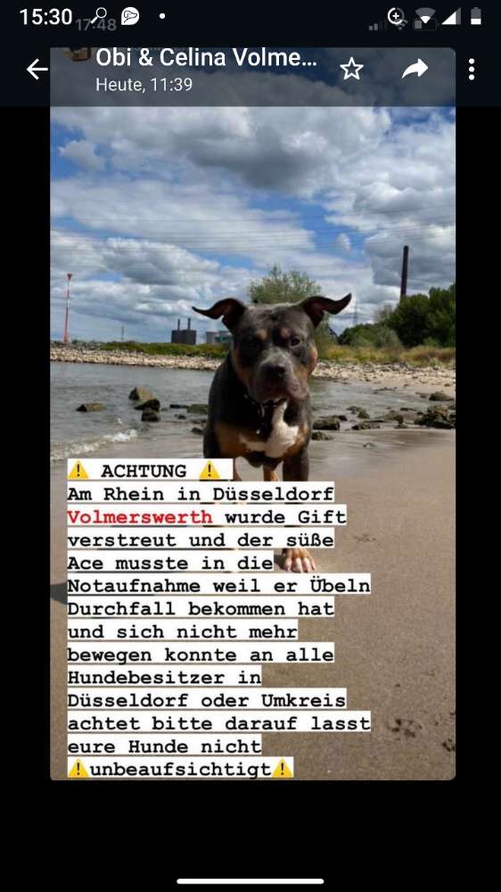 Giftköder-Gift in Duesseldorf Volmerswerth-Profilbild