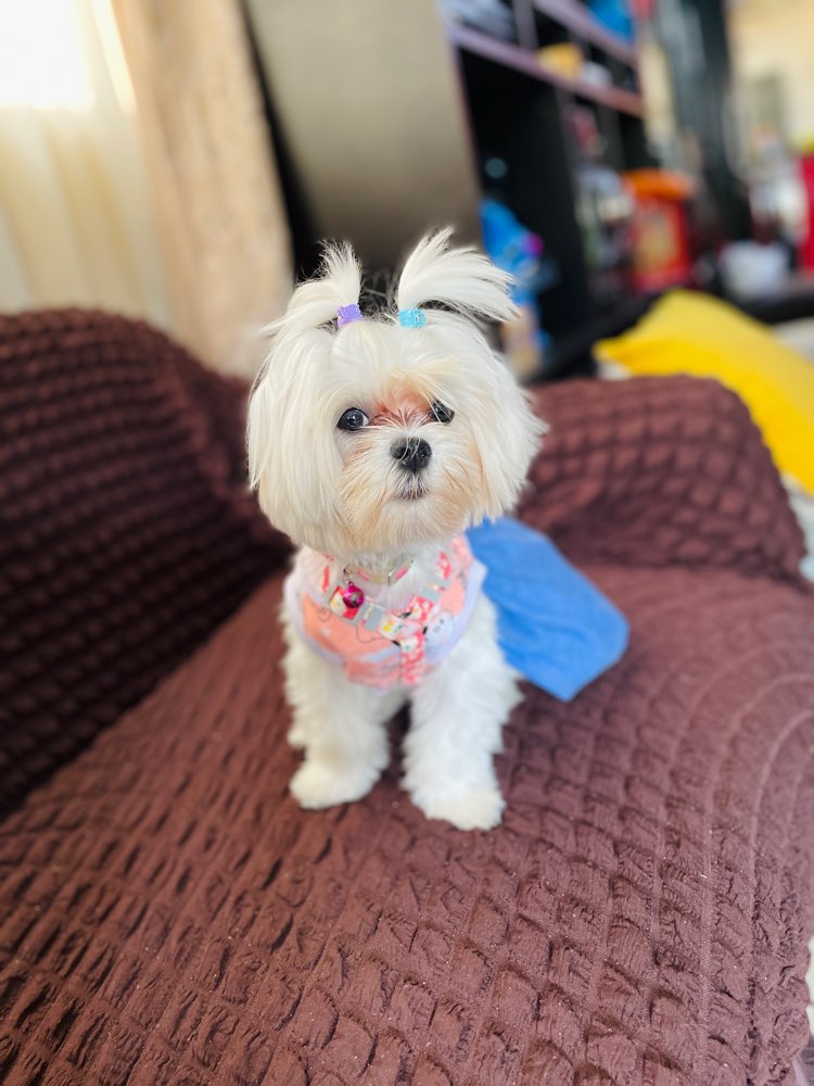 Hundetreffen-Treffen zum spielen, meine kleine Malteser (10 Monate alt) wurde gern Neue Freundschaften schließen.-Profilbild