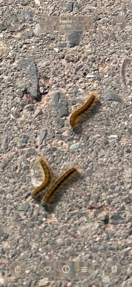 Giftköder-Prozessionsraupen/Eichenprozessionsspinner-Profilbild