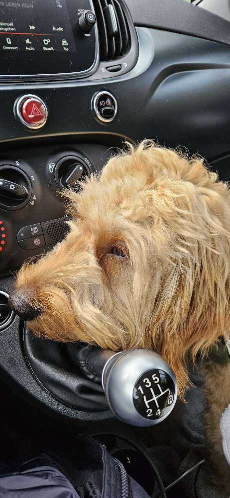 Hundetreffen-Goldendoodle Spazierrunden-Profilbild
